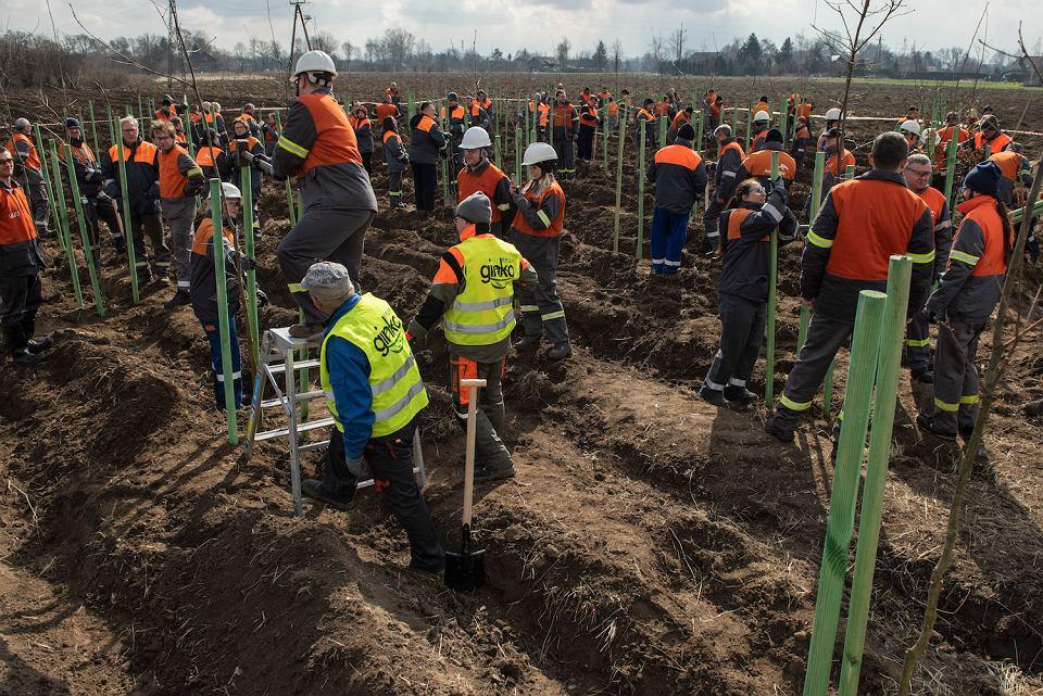 Huta posadzi las 70 tysięcy drzew Donald.pl