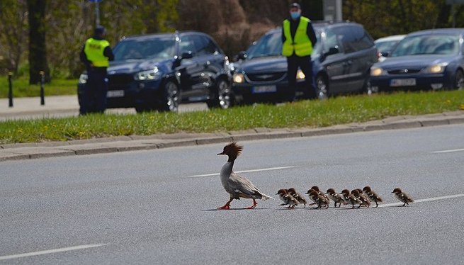 fot. K.Koper/Facebook Zieleń Warszawska