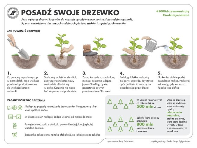 fot. Lasy Państwowe