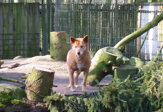 Dingo w zoo w Neumünster