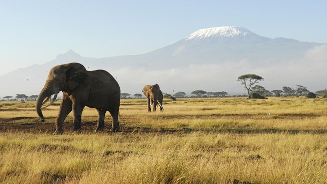 W Kenii urodziło się w 2020 roku 140 słoni. Fot. Amboseli National Park, Safari Desire