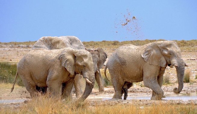 Słonie w Etosha National Park w Namibii, fot. Wikimedia Commons